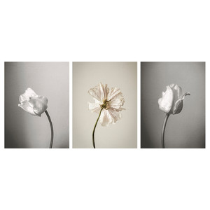PJÄTTERYD Picture, in bloom 2, 30x40 cm