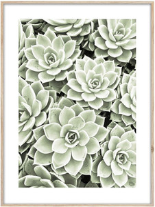 Picture Artbox Echeveria 50 x 70 cm