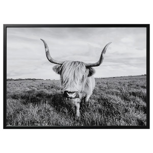 BJÖRKSTA Picture with frame, curious cow/black, 140x100 cm