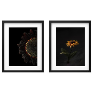 RÖDALM Frame with poster, sunflowers, 40x50 cm, 2 pack