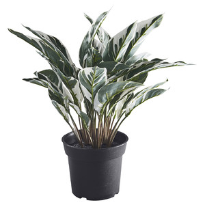 FEJKA Artificial potted plant, in/outdoor calathea, 15 cm