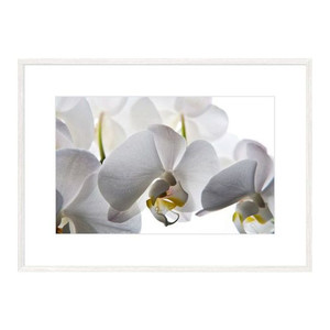 Picture Orchid 50 x 70 cm