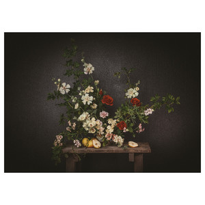 PJÄTTERYD Picture, flowers-against a black wall, 70x50 cm