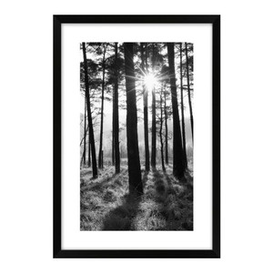 Picture Forest Black & White 60 x 90 cm