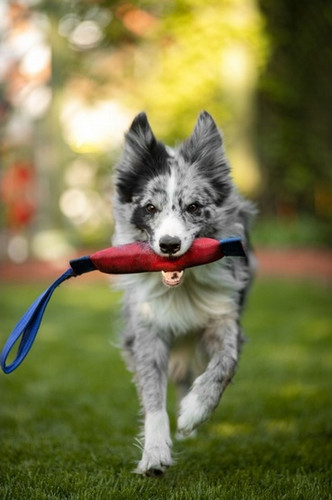 Toby's Choice Dog Toy Firehose Tug