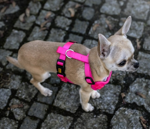 Dingo Dog Harness Size L, pink