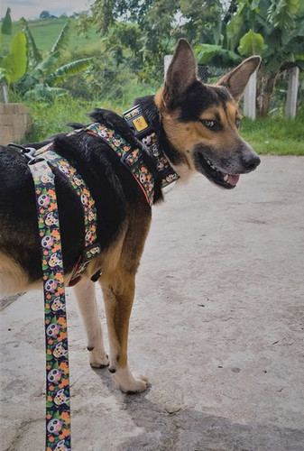 Dingo Dog Harness Guard City - Chiapas Size S