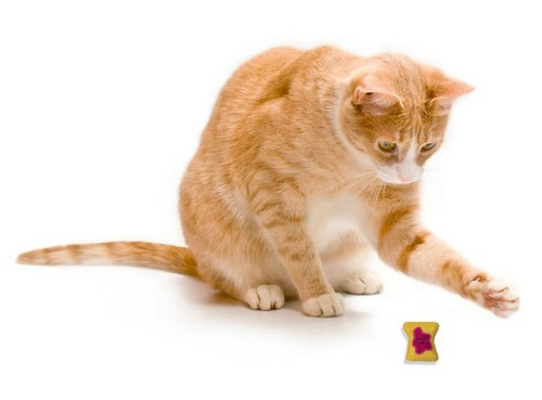 Petstages Cat Toy Tiny Toast Tosser