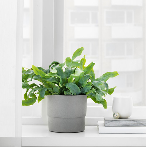 NYPON Plant pot, indoor/outdoor, grey, 12 cm