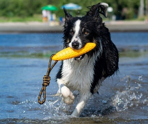 Kiwi Walker Let's Play Dog Toy Zeppelin Maxi, orange