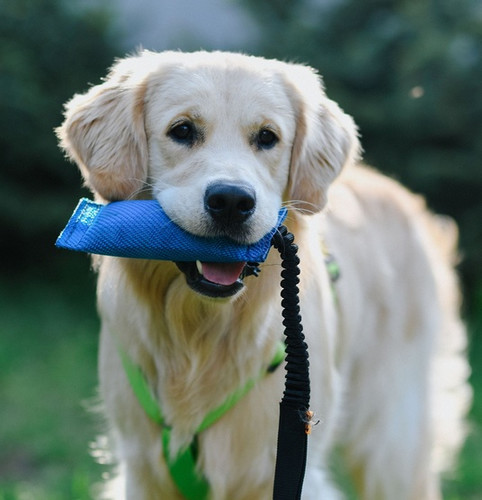 Dingo Dog Toy Bungee, blue