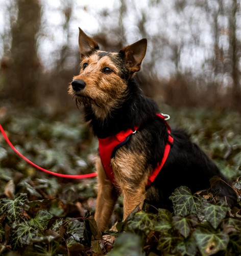 Dingo Anti-Pressure Dog Harness with Adjustment S, red