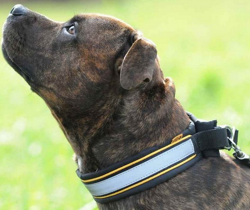 Dingo Adjustable Reflective Dog Collar 4.5x55-65cm