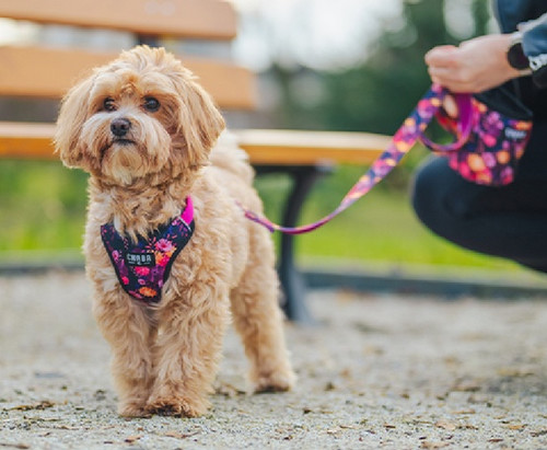 CHABA Adjustable Dog Leash Story M 20mm/260cm, marigold