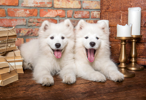 Castorland Jigsaw Puzzle Samoyed Puppies Say Hello 1000pcs