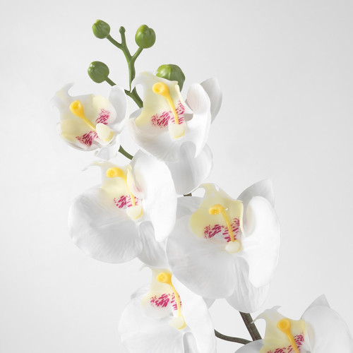 SMYCKA Artificial flower, Orchid, white, 60 cm