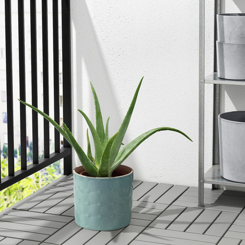 ALGERGRAN Plant pot, in/outdoor light green, 15 cm