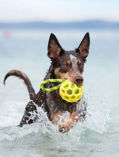 Toby's Choice Fetch Tug Dog Toy