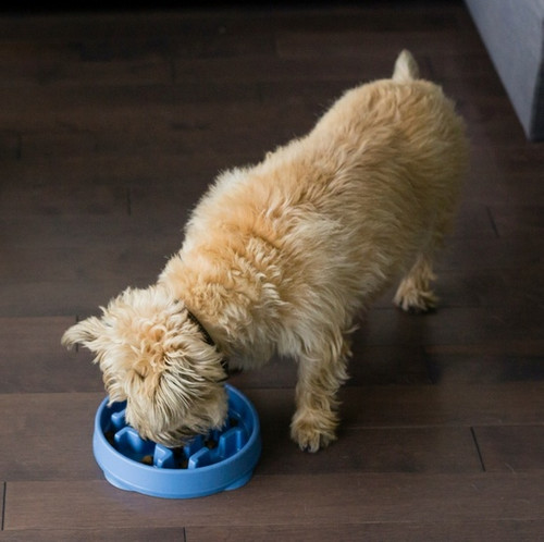 Outward Hound Fun Feeder Dog Bowl Mini, blue