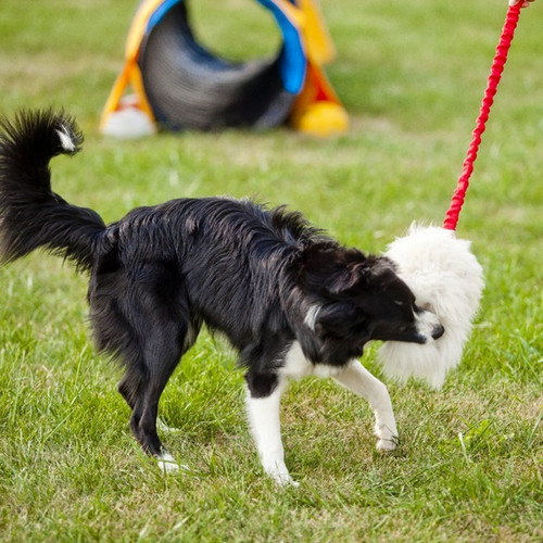 Dingo Wool Bungee Tug Dog Toy, black