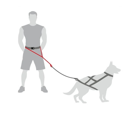 Dingo Belt for Running with Dog, 4 variants