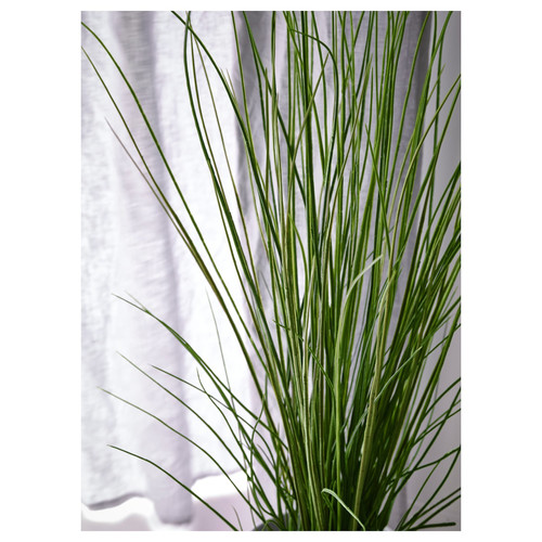 FEJKA Artificial potted plant, grass, 17 cm