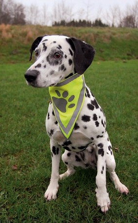 Safety Dog Bandana L-XL 60x43cm