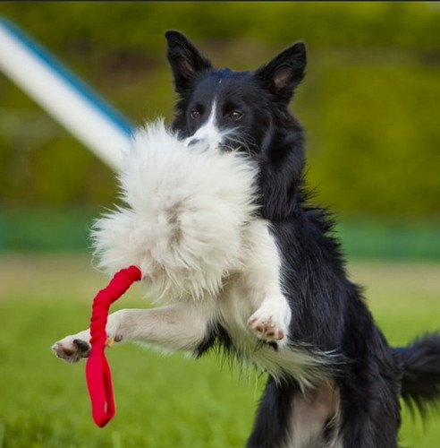 Dingo Wool Bungee Tug Dog Toy, green