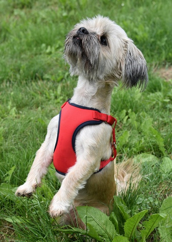 Dingo Anti-Pressure Dog Harness with Adjustment M, red