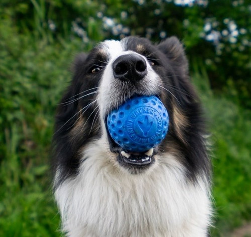 Kiwi Walker Let's Play Dog Toy Ball Mini, blue