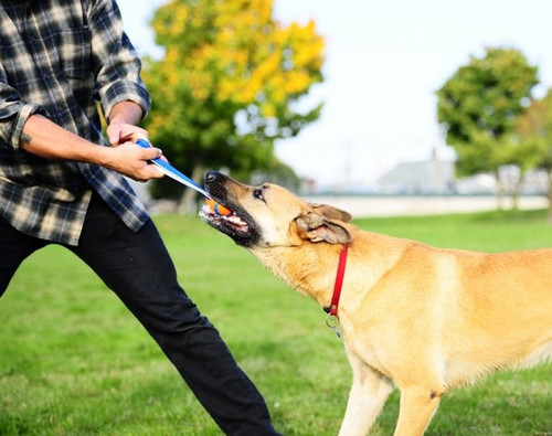 Chuckit! Ultra Tug Medium Dog Ball