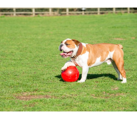 Boomer Ball for Dogs M - 6" / 15cm, red