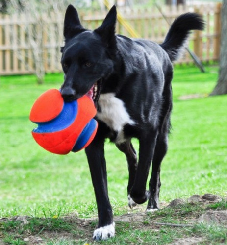 Chuckit! Kick Fetch Large Toy for Dogs