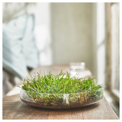 HEDERSAM Scented tealight, Fresh grass/light green, 3.5 hr, 30 pack