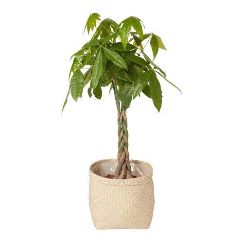 Seagrass Plant Pot 24cm