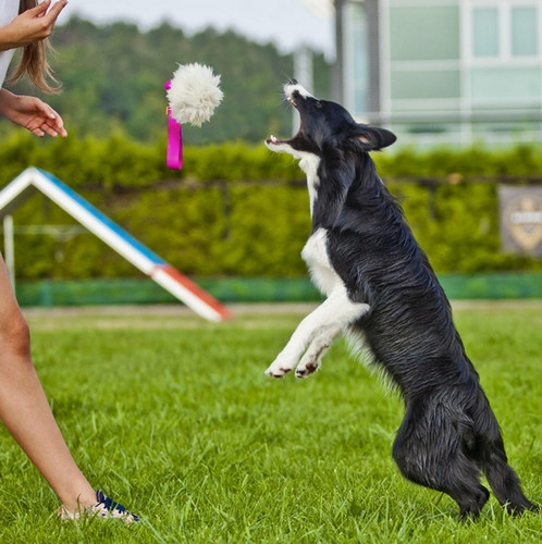 Dingo Wool Bungee Tug Dog Toy, pink