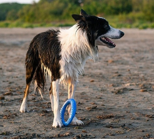 Kiwi Walker Let's Play Dog Toy Ring Mini, blue