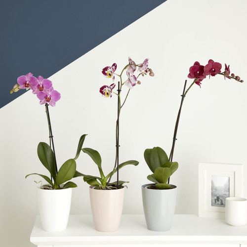 Plant Pot for Orchids 13.2 cm, white