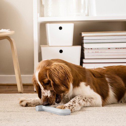 UTSÅDD Dog toy, grey-blue