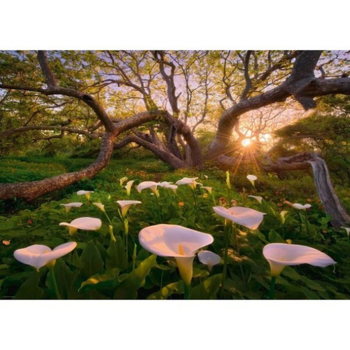 Heye Jigsaw Puzzle Magic Forest 1000pcs 12+