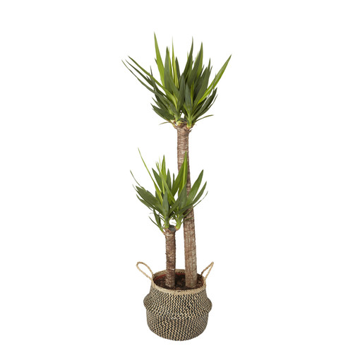 Black Seagrass Plant Pot 19cm