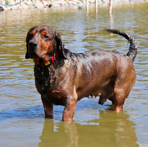 Dingo Waterproof Dog Collar Scandi 4.0cm/75cm, red