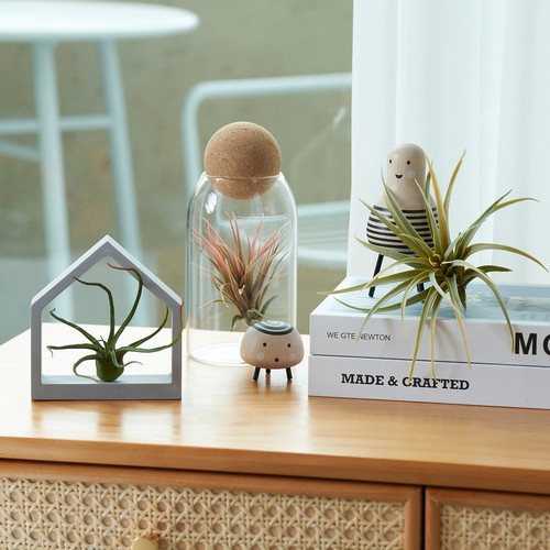 FEJKA Artificial plant, set of 3, air plant