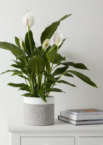 Ceramic Plant Pot GoodHome 17 cm, grey