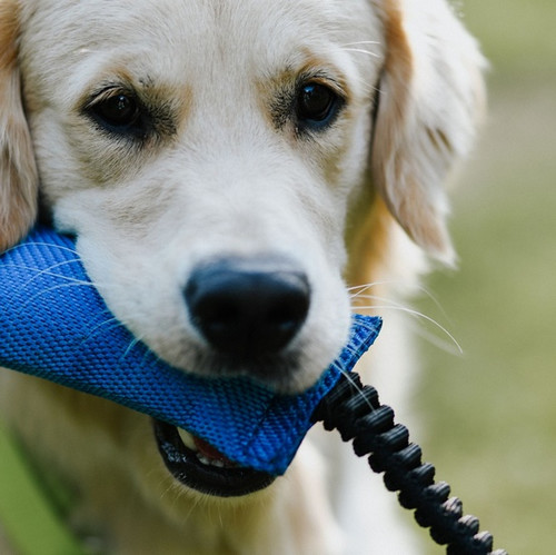 Dingo Dog Toy Bungee, orange