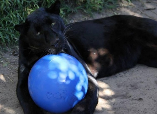 Boomer Ball for Dogs M 6" / 15cm, blue