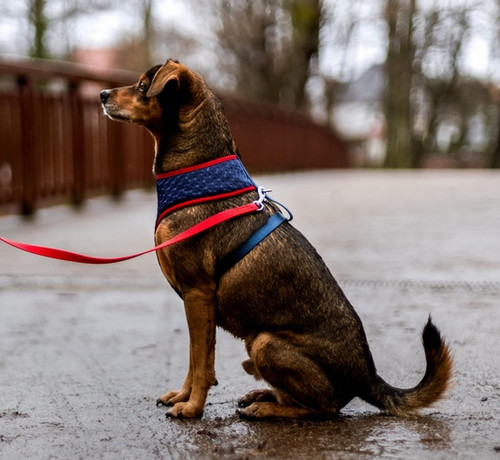 Dingo Anti-Pressure Dog Harness L, navy blue-red