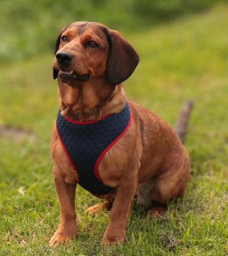 Dingo Anti-Pressure Dog Harness L, navy blue-red