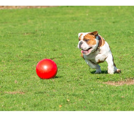 Boomer Ball for Dogs L - 8" / 20cm, red