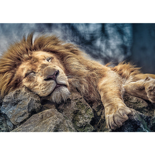 Trefl Jigsaw Puzzle Sleeping Lion 1000pcs 12+